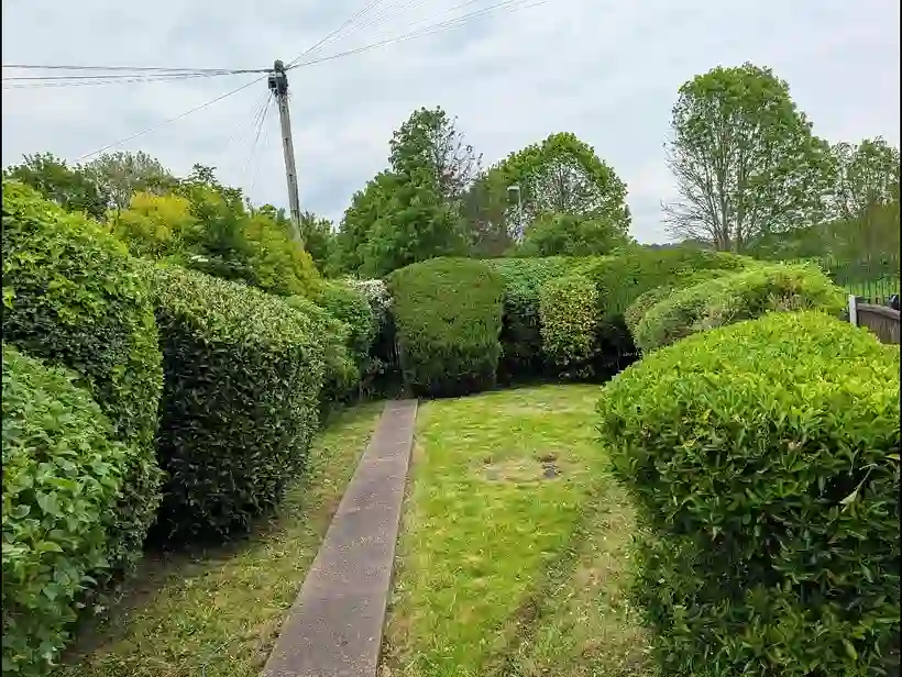 Neatly shaped hedges and topiary in a maintained Manchester garden by EU Gardening Services